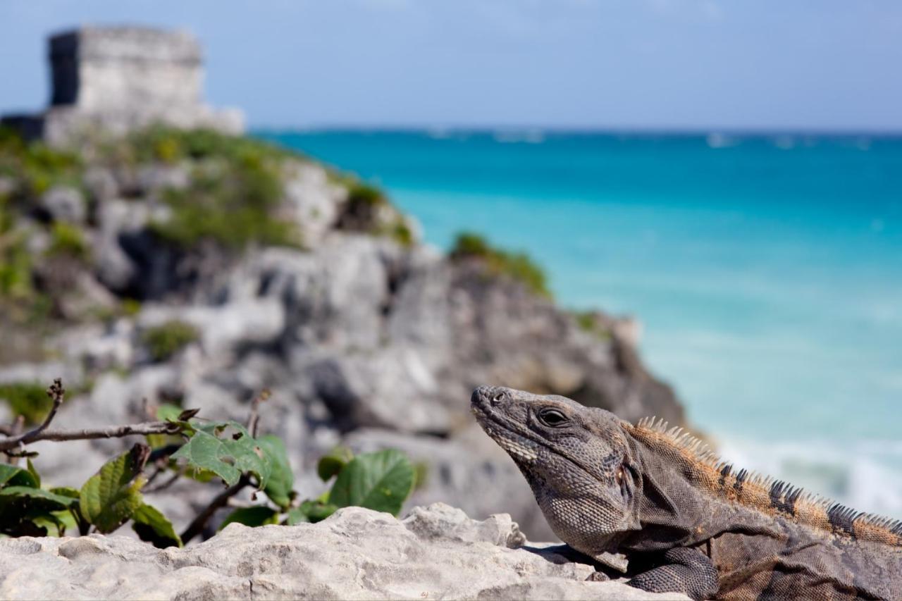 Beautiful & Cozy Studio In Akumal Paradise-Wifi, Ac Exterior foto